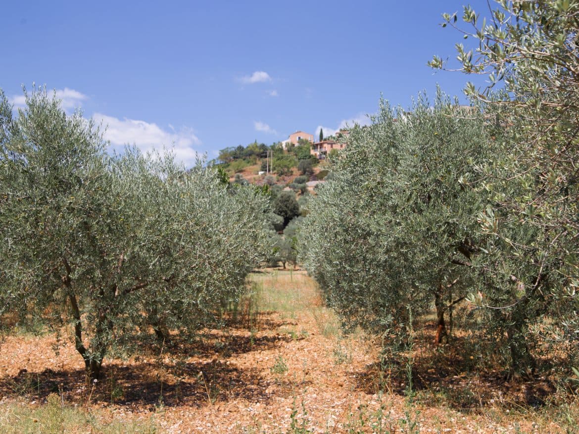 Production d'huile d'olive à vendre à Fribourg